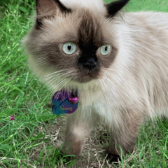 Paw-fect Name Tag