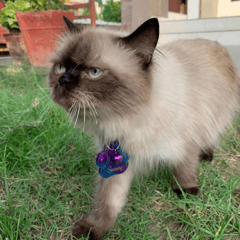 Paw-fect Name Tag