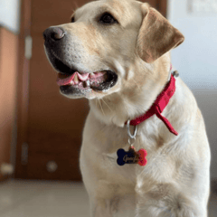 Resin Dog Name Tag