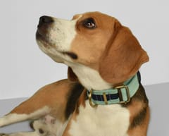 Skin Friendly Corduroy Dog Collar