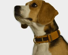 Skin Friendly Corduroy Dog Collar