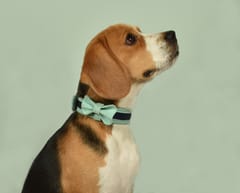 Corduroy Cotton Bowtie for Dog