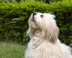 Handloom Cotton 2 in 1 Bandana For Dog