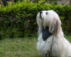 Handloom Cotton 2 in 1 Bandana For Dog