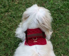 Corduroy and Canvas Harness for Dog