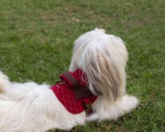 Corduroy and Canvas Harness for Dog