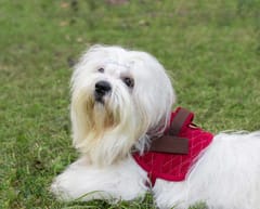 Corduroy and Canvas Harness for Dog