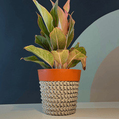 Mandarin Exquisite Knitted Planter