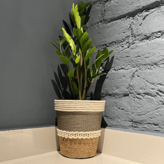 Designer Tri Tone with Fringe Planter