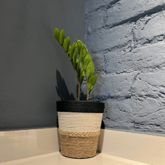 Designer Tri Tone with Fringe Planter