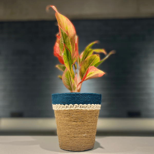 Hue Dual Tone Planter