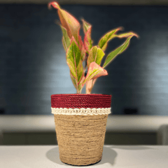 Hue Dual Tone Planter